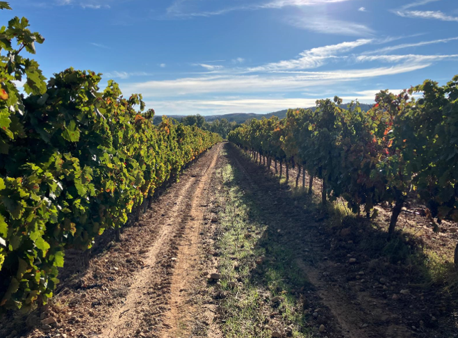 Viñedo